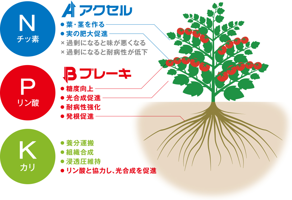 作物を育てるのに必要な3大要素