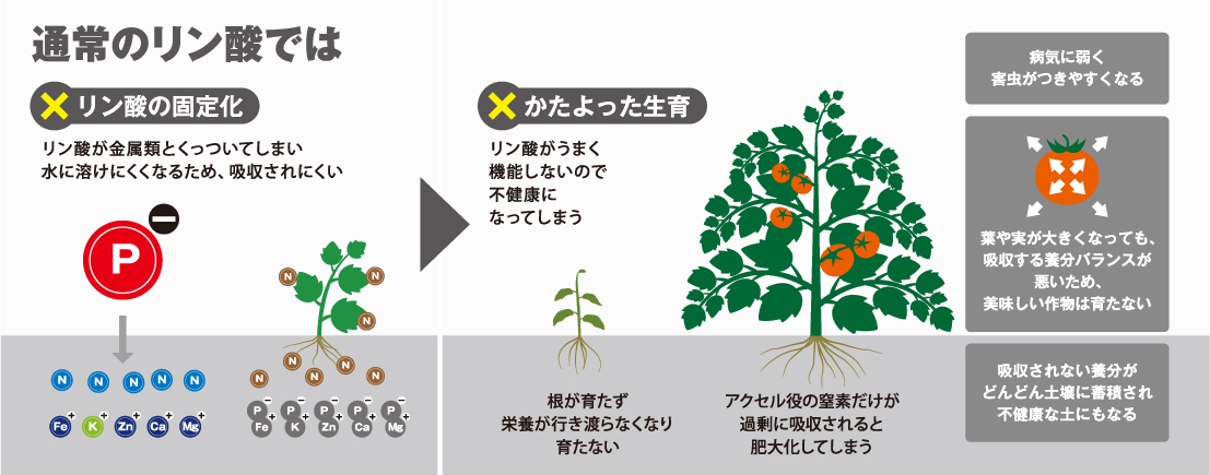 通常のリン酸では