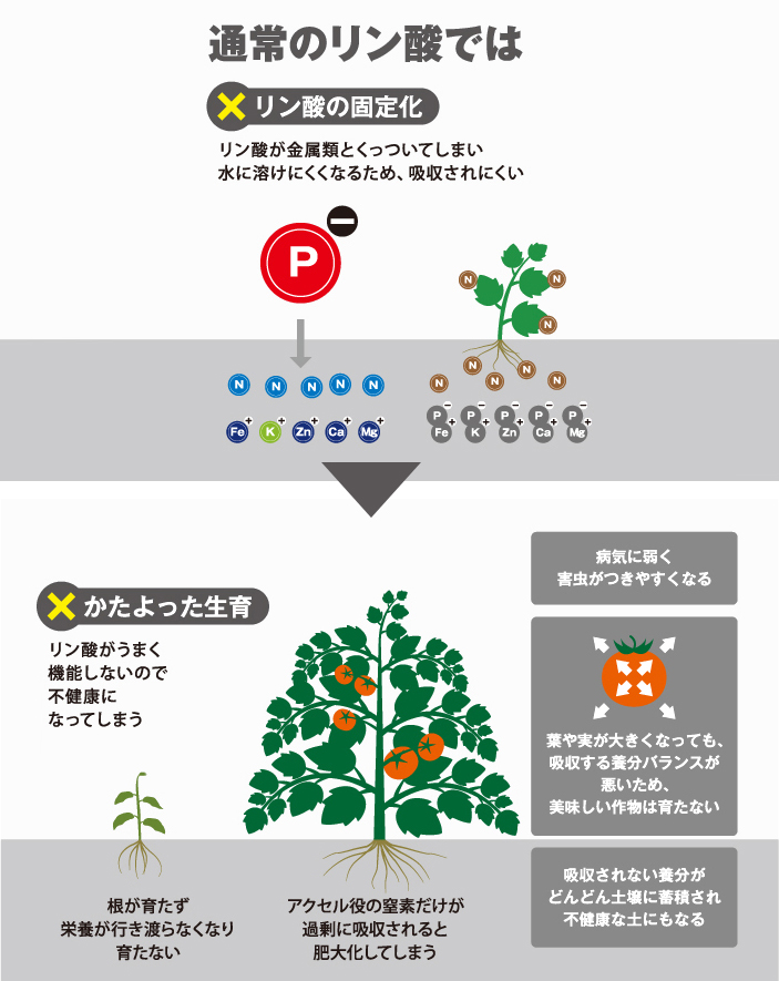 通常のリン酸では