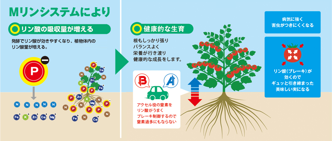 Mリンシステムにより