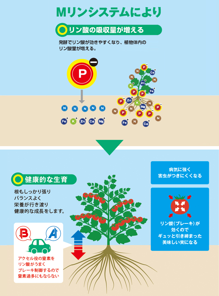 Mリンシステムにより