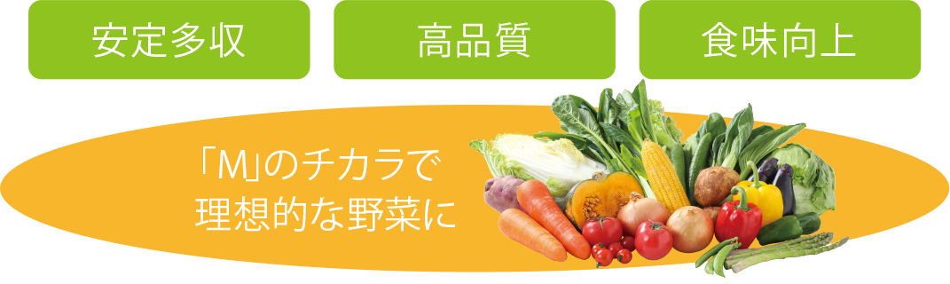 安定多収・高品質・食味向上／「M」のチカラで理想的な野菜に