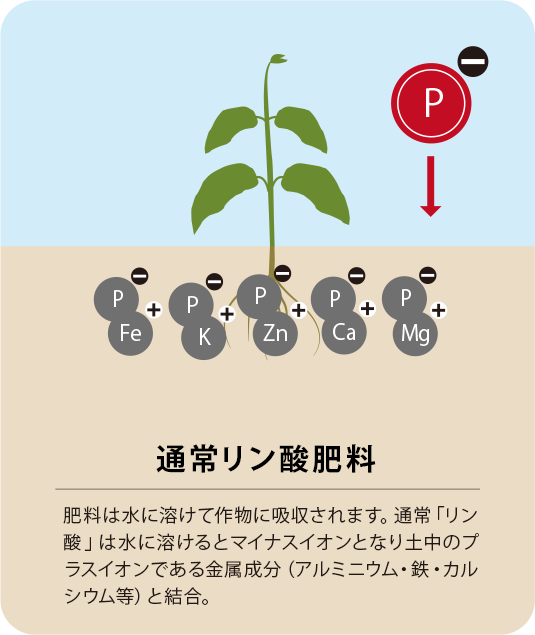 諦められがちなリン酸