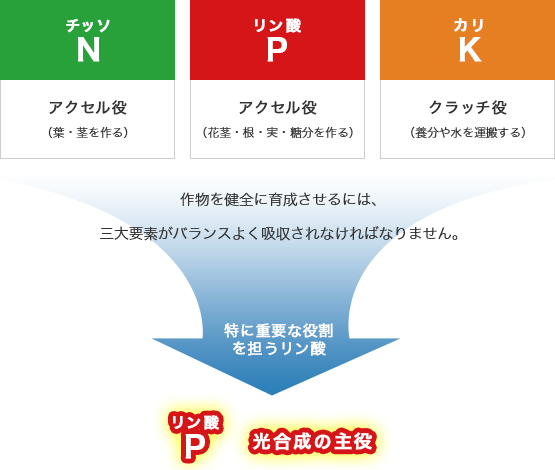 植物に必要な三大要素の働き