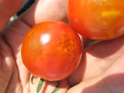トマト-カメムシ害