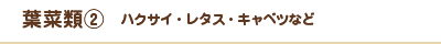 葉菜類②　ハクサイ・レタス・キャベツなど