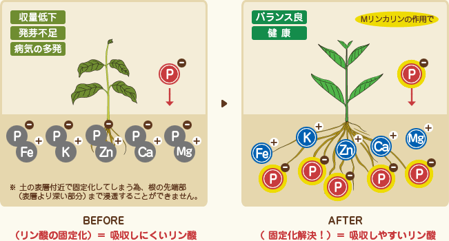 BEFORE・AFTER