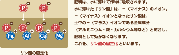 リン酸の固定化