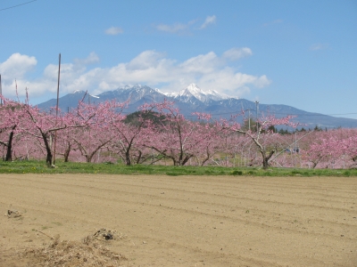 八ヶ岳とモモの花