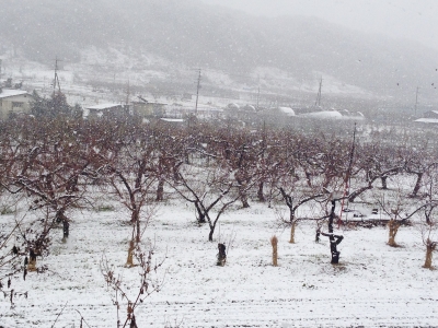 雪と果樹
