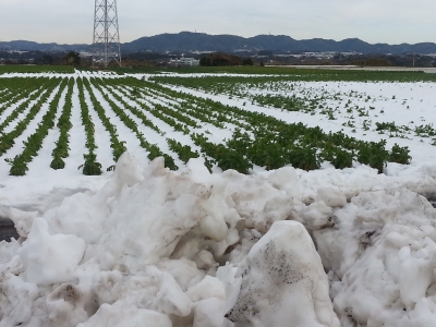 三浦半島雪景色